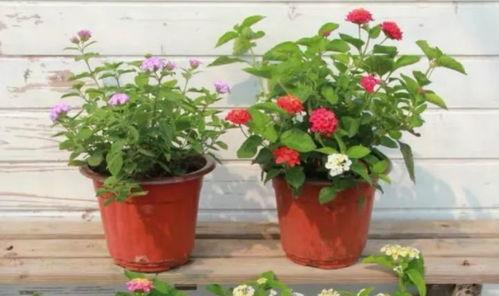 广西可乐被爆料视频最新,网友爆料视频揭露惊人内幕！”  第3张